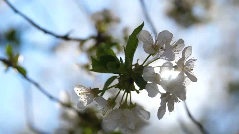 Spring cherry blossom. The sun shines through the petals of cherry blossoms. Stock Footage 153629187