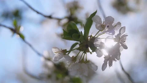 Spring cherry blossom. The sun shines through the petals of cherry blossoms. Video stock 189234706