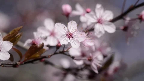 Spring Cherry Blossom In Sunlight Stock Footage 73421625