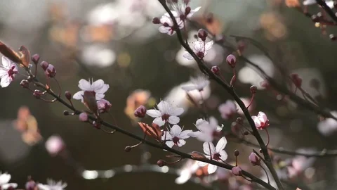 Spring Cherry Blossom In Sunlight Stock Footage 73422243