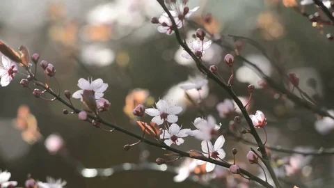 Spring Cherry Blossom on a Sunny Day Stock Footage 73300319
