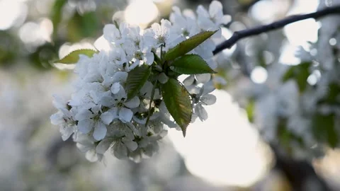 Spring cherry blossom in sunset light with lens flare Stock Footage 333122946