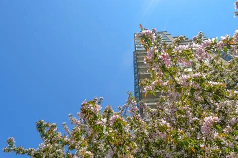 Spring, cherry blossom time Stock Photos