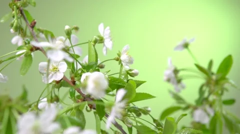 Spring cherry blossom. Timelapse video of a cherry flower blooming Stock Footage 50041751