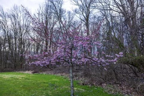 Spring cherry blossom tree blooming with pink flowers in forested park area Fotos Stock