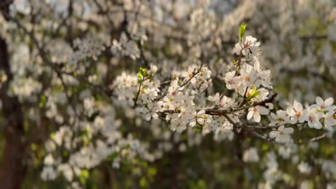 Spring cherry blossom tree branch with white flowers blooming in garden at .. Stock Footage 337770354