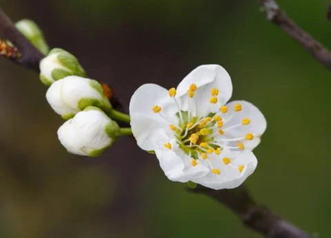 Spring cherry blossom on a tree branch Stock Photos