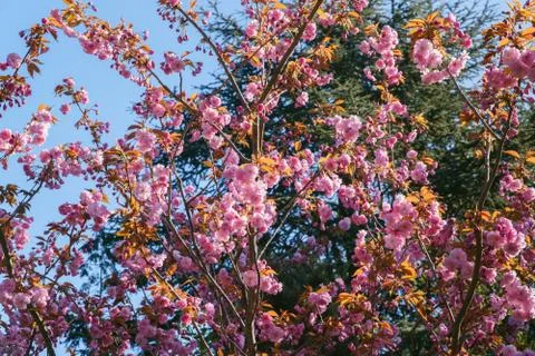 Spring cherry blossom, tree branches with beautiful pink flowers on sun, view up Foto stock