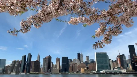 A spring cherry blossom tree frames the Manhattan skyline Stock Footage 115562302