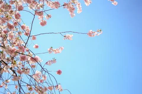 Spring cherry blossom tree on perfect blue sky during full bloom Stock Photos