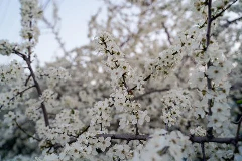 Spring cherry blossom tree. A pleasant aroma from budding buds Foto stock