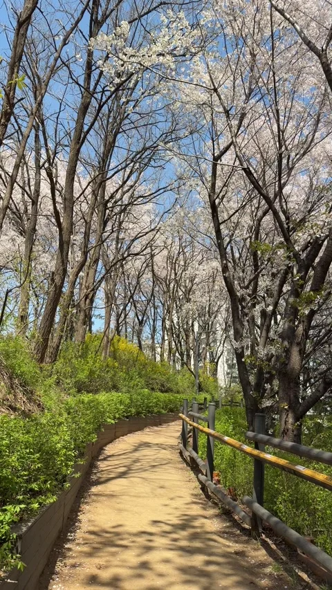 Spring Cherry Blossom Tunnel and Yellow Forsythia Flowers Vertical 4K Stock Footage 334220016