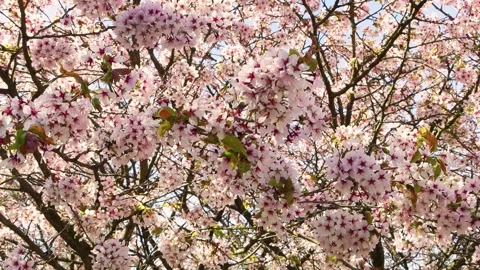 Spring cherry blossom. White and pink color. 스톡 동영상 240849635