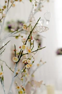 Spring cherry blossom on the white background Stock Photos