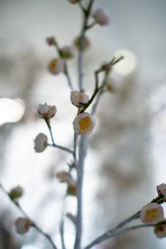 Spring cherry blossom on the white background Stock Photos