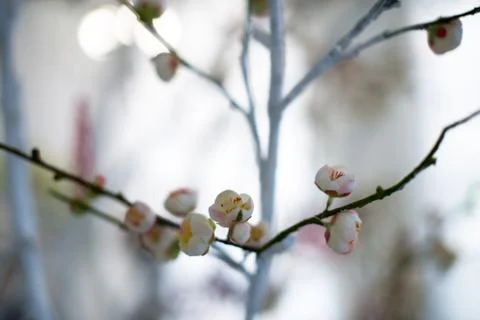 Spring cherry blossom on the white background Stock-Fotos