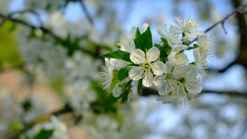 Spring cherry blossoming cherry tree white flowers Stock Footage 122002353
