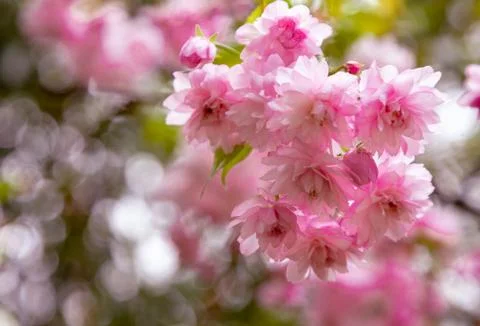Spring cherry blossom,pink flowers ,spring Stock Photos