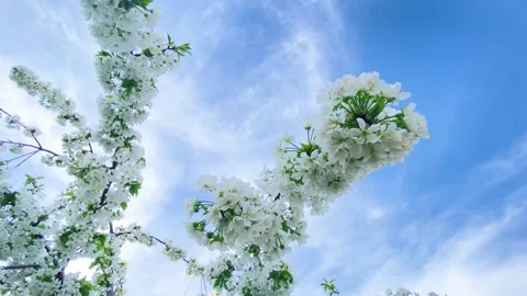 Spring cherry blossoms against the blue sky. Stock-Footage 153599232