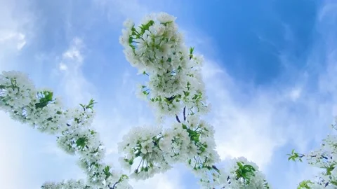 Spring cherry blossoms against the blue sky. Stock-Footage 153599287