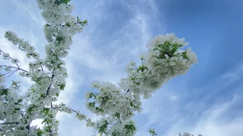 Spring cherry blossoms against the blue sky. Stock-Footage 153599328