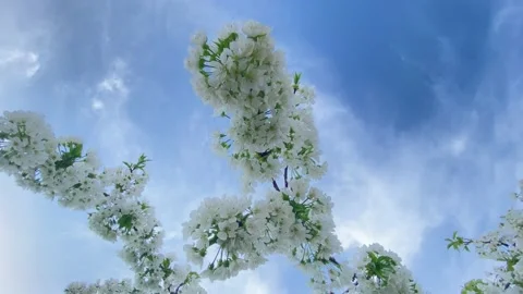 Spring cherry blossoms against the blue sky. Stock-Footage 153599347