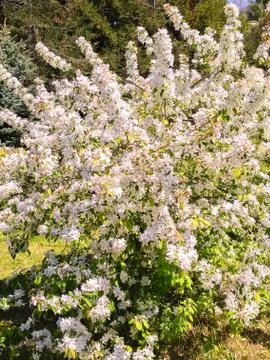 Spring cherry blossoms against the blue sky. Natural flowering photo Stock Photos