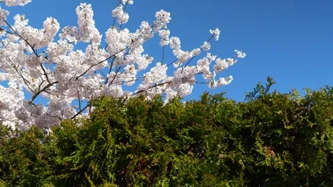 Spring Cherry Blossoms Against Clear Blue Sky Stock Footage 270185494
