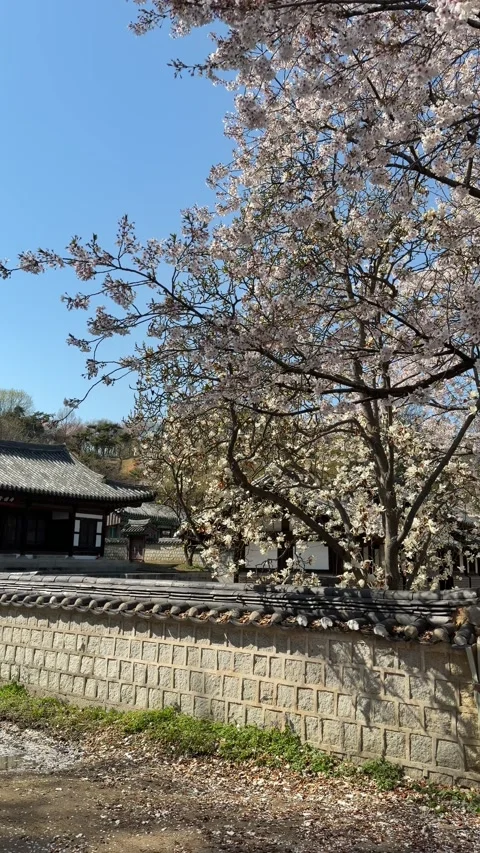 Spring Cherry Blossoms Along Korean Stone Wall, Vertical Stock Footage 333958878