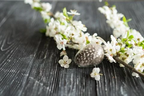 Spring cherry blossoms and Easter eggs on old wooden background. Stock Photos
