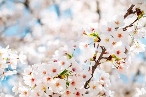 Spring cherry blossoms background Fotos de archivo