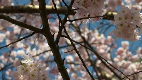 Spring Cherry Blossoms in Bloom Against Blue Sky Stock Footage 270185169