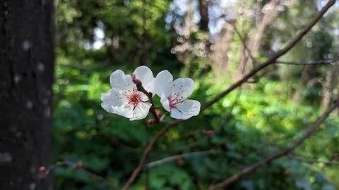 In spring, cherry blossoms bloom in the forest. Two wild white cherry blossoms Stock-Fotos