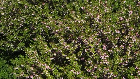 In spring, cherry blossoms bloom on a large tree in a sunny spot in the garde Stock Footage 329050752