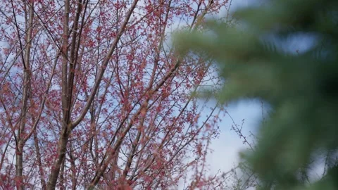 Spring Cherry Blossoms In Bloom Tree Macro Close Up Wide 库存影片 266449812