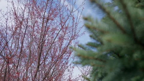 Spring Cherry Blossoms In Bloom Tree Macro Close Up Wide Stockbeeldmateriaal 266449814