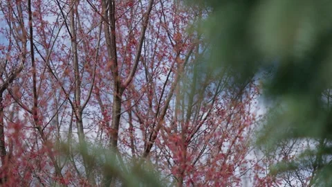 Spring Cherry Blossoms In Bloom Tree Macro Close Up Wide Video stock 266449815