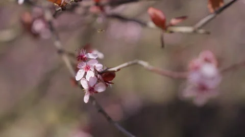 Spring Cherry Blossoms In Bloom Tree Macro Close Up Wide Stockbeeldmateriaal 266449843