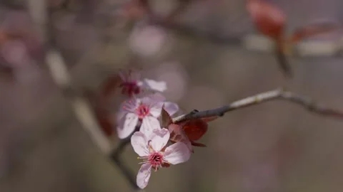 Spring Cherry Blossoms In Bloom Tree Macro Close Up Wide Stockbeeldmateriaal 266449846