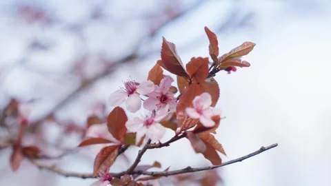 Spring Cherry Blossoms In Bloom Tree Macro Close Up Wide Video stock 266449851