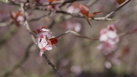 Spring Cherry Blossoms In Bloom Tree Macro Close Up Wide Vidéo 266449852