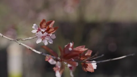 Spring Cherry Blossoms In Bloom Tree Macro Close Up Wide Vídeo Stock 266449874