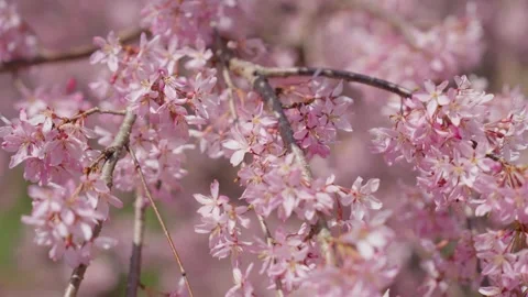 Spring Cherry Blossoms In Bloom Tree Macro Close Up Wide Video stock 266449877