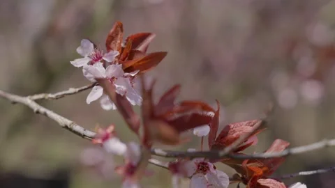 Spring Cherry Blossoms In Bloom Tree Macro Close Up Wide 動画素材 266449880