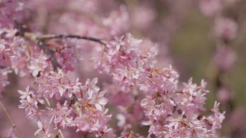 Spring Cherry Blossoms In Bloom Tree Macro Close Up Wide Vídeo Stock 266449897