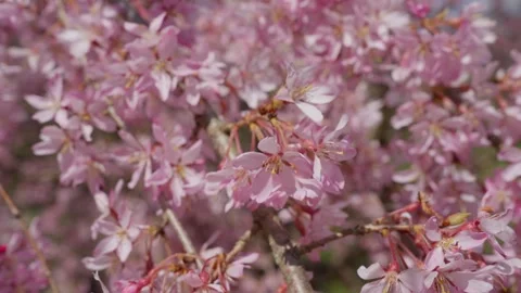 Spring Cherry Blossoms In Bloom Tree Macro Close Up Wide Stockbeeldmateriaal 266449901