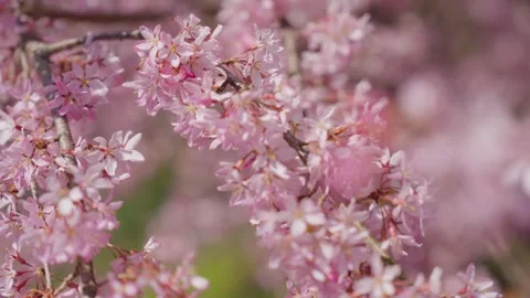 Spring Cherry Blossoms In Bloom Tree Macro Close Up Wide Stockbeeldmateriaal 266449912