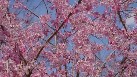 Spring Cherry Blossoms In Bloom Tree Macro Close Up Wide 動画素材 266449917