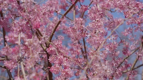 Spring Cherry Blossoms In Bloom Tree Macro Close Up Wide Vidéo 266449918