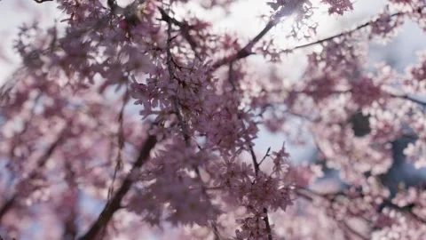 Spring Cherry Blossoms In Bloom Tree Macro Close Up Wide 库存影片 266449922